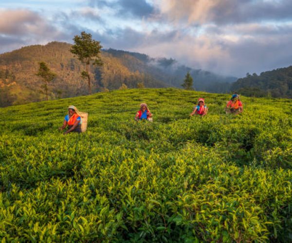Aerial view - Tamil women plucking tea leaves near Nuwara Eliya, Sri Lanka ( Ceylon ). Sri Lanka is the world's fourth largest producer of tea and the industry is one of the country's main sources of foreign exchange and a significant source of income for laborers.